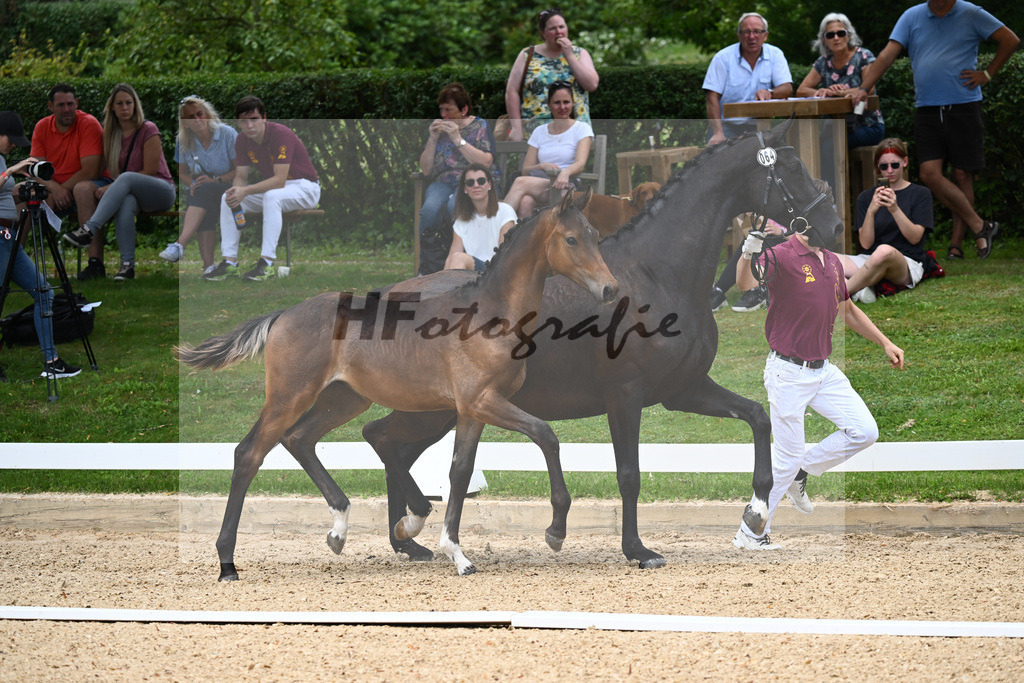 Kat-Nr. 64 HF F-DAvie x Don Martillo_Wiedmann_27230310 | hf-fotografie - Realisiert mit Pictrs.com