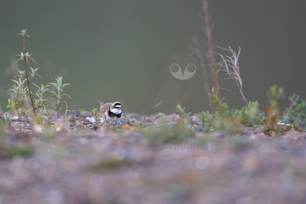 20220413070953 | Der Flussregenpfeifer (Charadrius dubius) ist eine Vogelart aus der Familie der Regenpfeifer (Charadriidae). In Mitteleuropa ist der Flussregenpfeifer ein verbreiteter, aber wenig häufiger Brut- und Sommervogel. Während der Zugzeiten ist er verhältnismäßig häufig als Durchzügler und Rastvogel zu beobachten. - Realisiert mit Pictrs.com