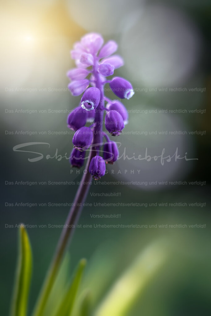 Frühlingsmoment – Natürlich & zeitlos | People- und Tierfotografie, Imageaufnahmen, Veranstaltungsfotografie und Wandbilder aus der Natur ★ Made in Germany ✔️ Druck + Downloads ✔️ Naturfotografie in Top Qualität ★ schneller Versand, weltweite Lieferung! - Realized with Pictrs.com