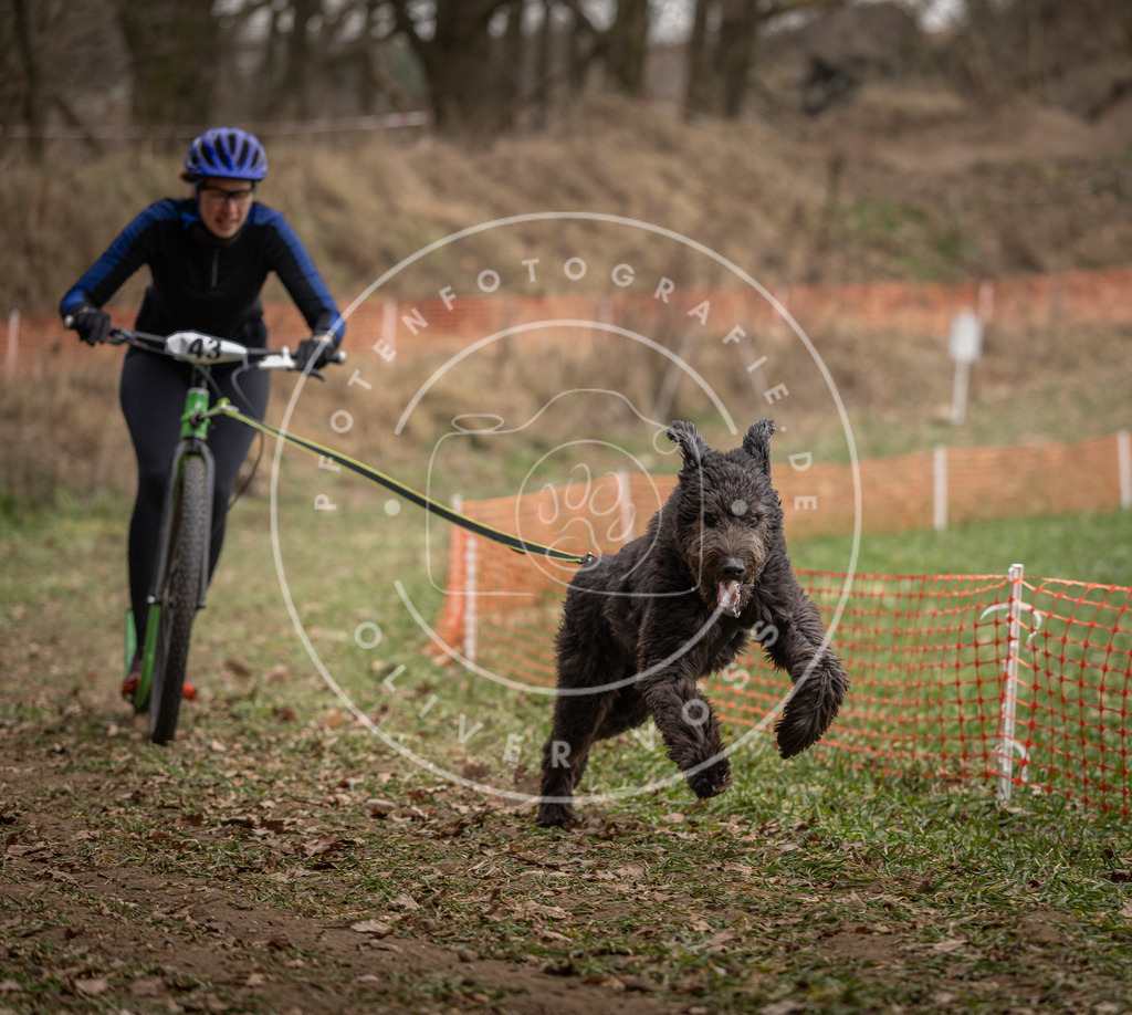 Pfotenfotografie_DV3A0651 | Hundefotografie, Tierfotograf, Pfotenfotografie, Fotoshooting Hund, Hunde Portrait, Hundesport, Hundeportraits, Heideshooting, Hunde, Sportfotograf, Hundefotograf, Turnierhundsport, THS,  - Realisiert mit Pictrs.com