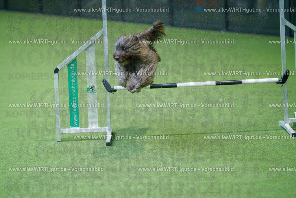 @allesWIRTHgut_Tierfotografie - www.allesWIRTHgut.de - 2604251004-7R509561 | Professionelle Tierfotografie in Mönchengladbach von Daniel Wirth (allesWIRTHgut). Liebevolle & natürliche Bilder von Hunden & Katzen für unvergessliche Erinnerungen.