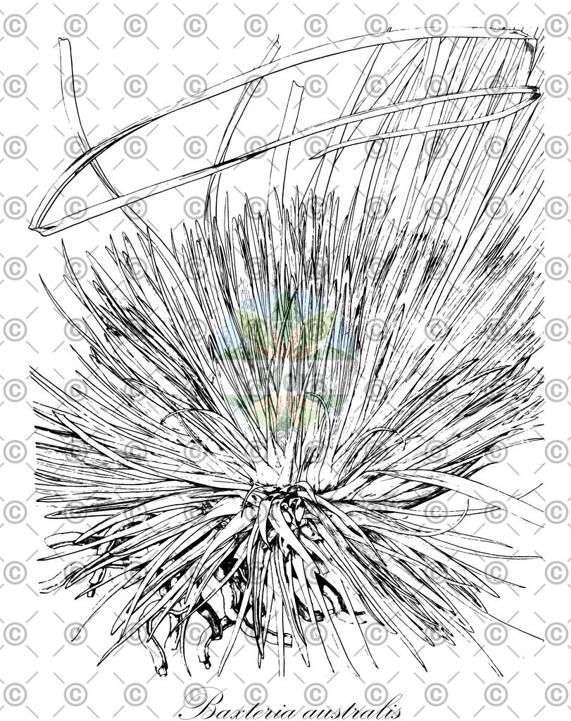 HistAbb_wfo-0000341031_2_ENZY_Simple | Historische Abbildung von Baxteria australis - Dasypogonaceae | Historical Illustration of Baxteria australis - Dasypogonaceae