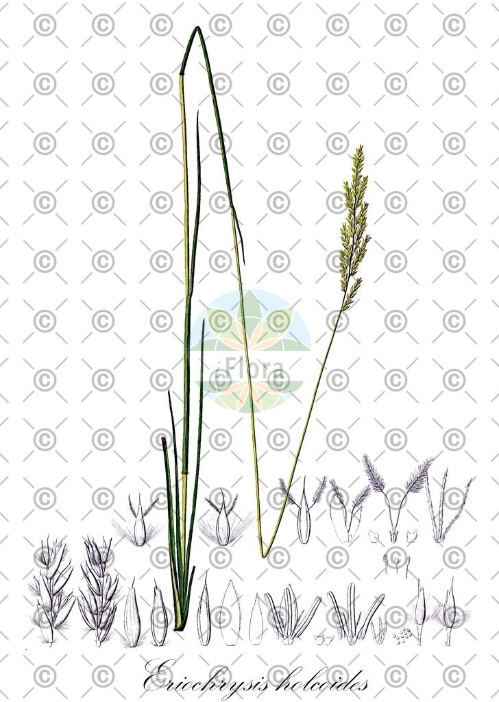 HistAbb_wfo-0000674312_1_ENZY_Simple | Historische Abbildung von Eriochrysis holcoides - Poaceae | Historical Illustration of Eriochrysis holcoides - Poaceae
