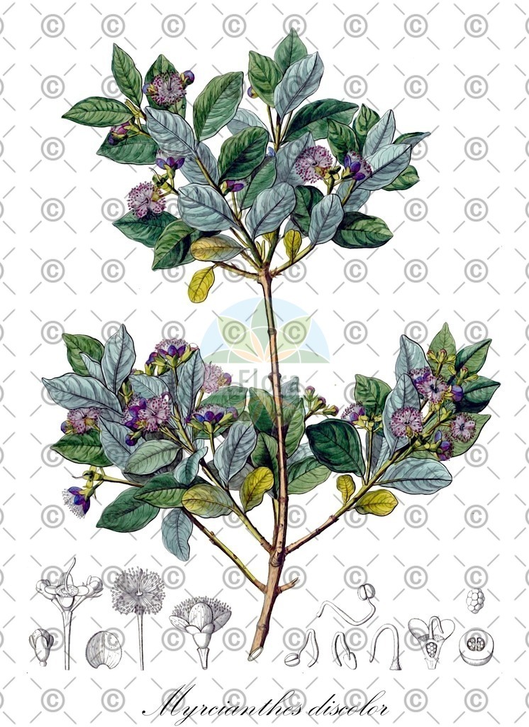HistAbb_wfo-0000006758_1_ENZY_Simple | Historische Abbildung von Myrcianthes discolor - Myrtaceae | Historical Illustration of Myrcianthes discolor - Myrtaceae
