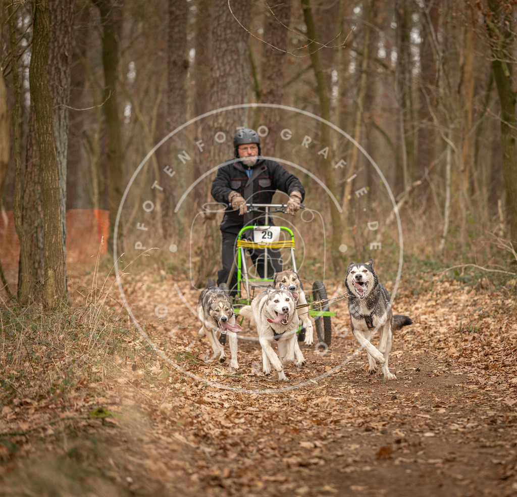Pfotenfotografie_DV3A8842 | Hundefotografie, Tierfotograf, Pfotenfotografie, Fotoshooting Hund, Hunde Portrait, Hundesport, Hundeportraits, Heideshooting, Hunde, Sportfotograf, Hundefotograf, Turnierhundsport, THS,  - Realisiert mit Pictrs.com