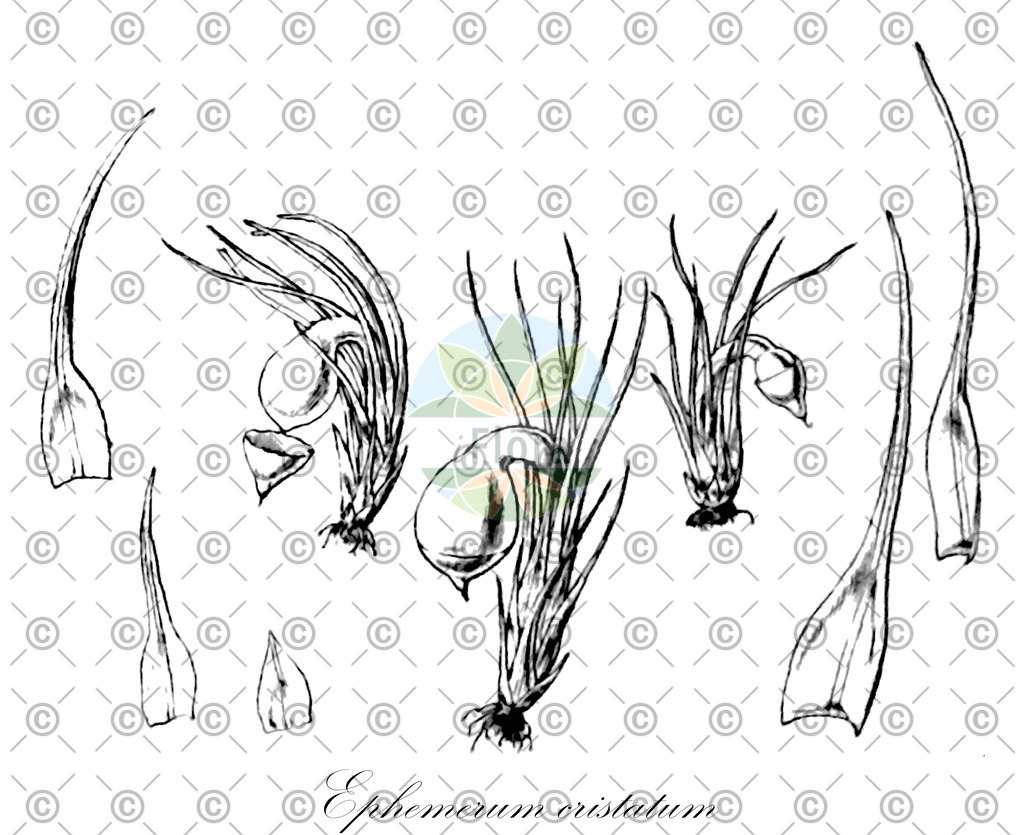 HistAbb_wfo-0000668528_1_ENZY_Simple | Historische Abbildung von Ephemerum cristatum - Pottiaceae | Historical Illustration of Ephemerum cristatum - Pottiaceae