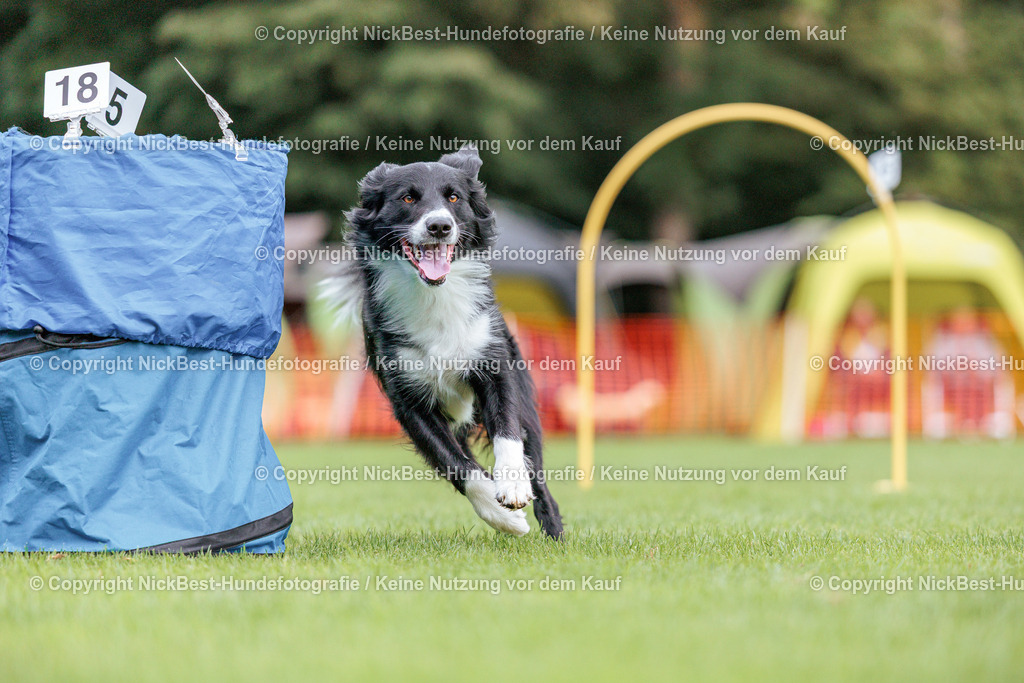 BSP Hoopers-H2 Tag2-2026-Nickbest-Hundefotografie-TuS Komet Arsten e.V.-8060 | Dein Hund! Dein Moment! Deine Erinnerungen! Hundefotografie in Bremen Blumenthal. Ich fange die besonderen Momente deines Vierbeiners ein – ob Indoor mit Blitzanlage oder in der freien Natur. Sicher dir dein Moment und dein Termin für eure Erinnerungen.