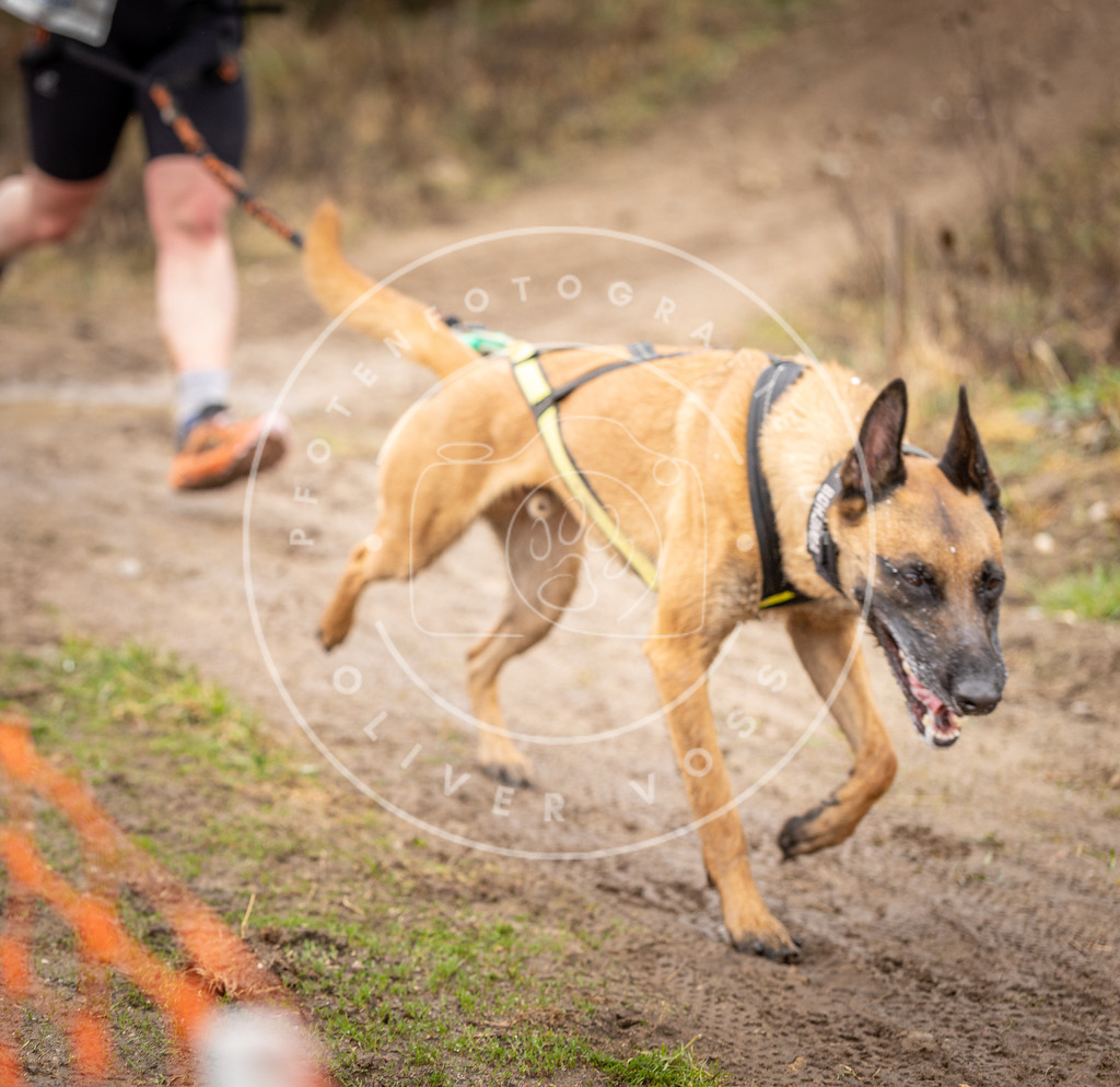 DV3A0538 | Hundefotografie, Tierfotograf, Pfotenfotografie, Fotoshooting Hund, Hunde Portrait, Hundesport, Hundeportraits, Heideshooting, Hunde, Sportfotograf, Hundefotograf, Turnierhundsport, THS,  - Realisiert mit Pictrs.com