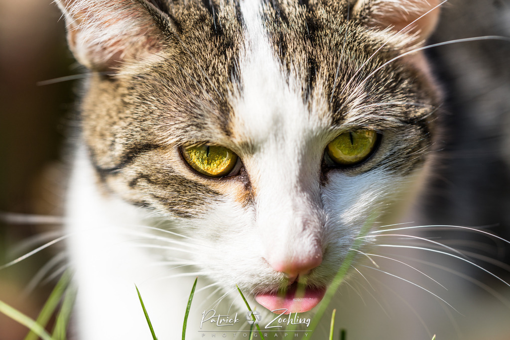 Cats-Zöchling (15) | Patrick Zöchling - Realisiert mit Pictrs.com
