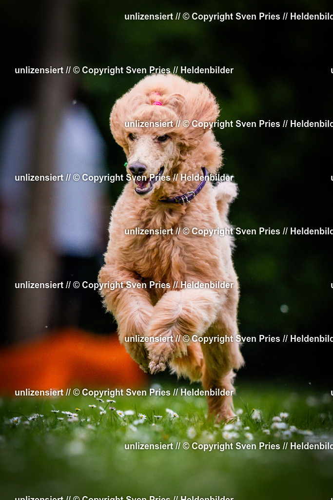 Sven Pries | 2025-05-29 - Pudelrennen KA-Durlach - Realisiert mit Pictrs.com