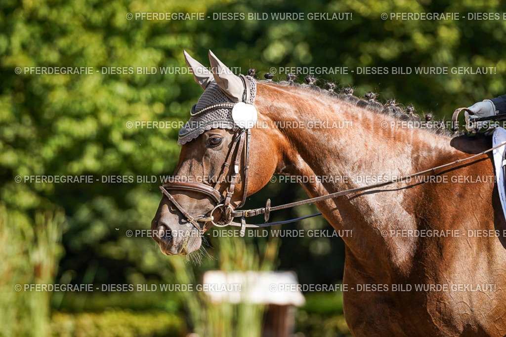 DSC09922 | Pferdegrafie