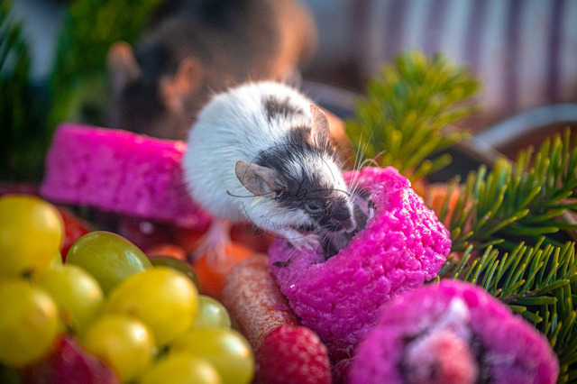 Maus | Professionelle Natur- & Landschaftsfotos als Poster, auf Leinwand & viele mehr. Wähle aus einer Vielzahl an Formaten & Materialien Dein perfektes Bild. - Realisiert mit Pictrs.com