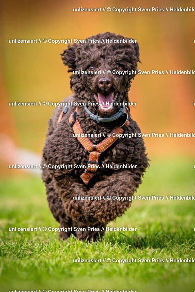 Sven Pries | 2024-09-22 - Hunderennen Baden-BadenPudelverein - Realisiert mit Pictrs.com