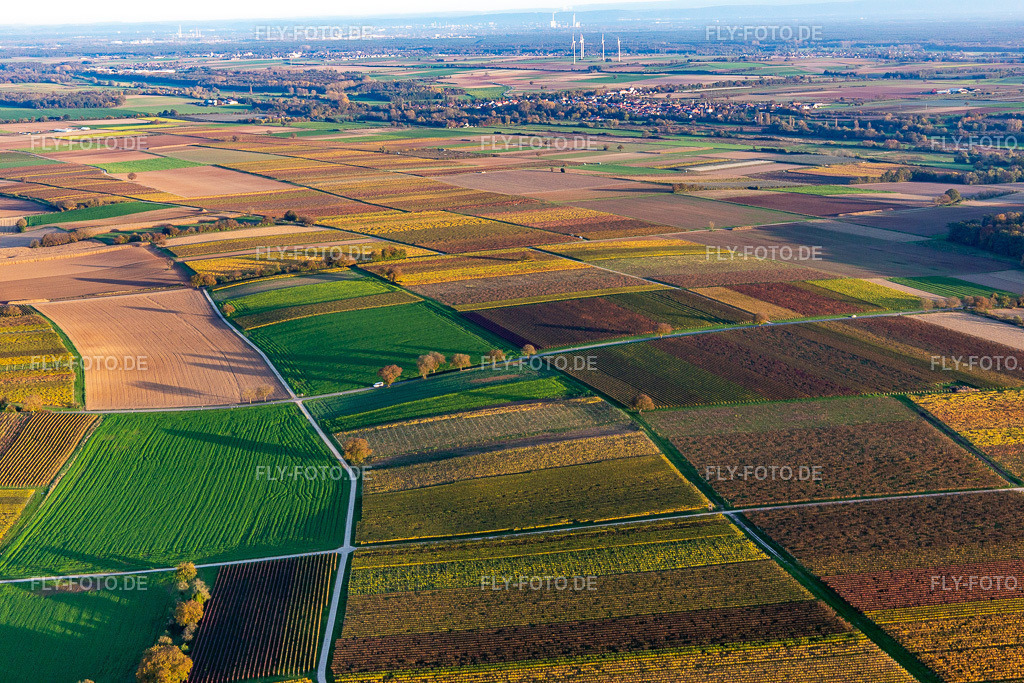 Weinberge der südlichen Wienstraße  im Herbstlaub | Luftbild: Weinberge der südlichen Wienstraße  im Herbstlaub im Ortsteil Ingenheim in Billigheim-Ingenheim im Bundesland Rheinland-Pfalz in Deutschland. Foto: IMG_143705.jpg vom 25.10.2024 durch ©2025 Werner Riehm fly-foto.de/copyright - Realisiert mit Pictrs.com