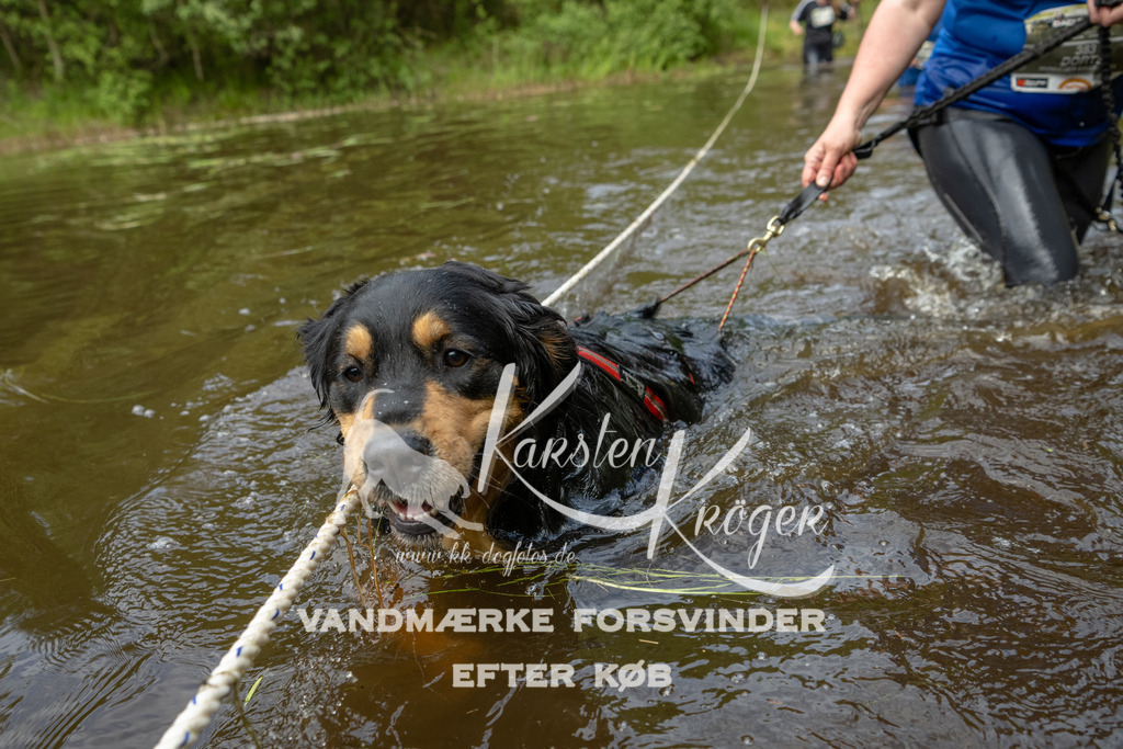 1113DKK994427 | kk-dogfotos