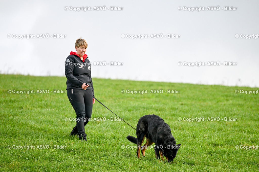ASVÖ_ Tracking Dog World Championship 2025_ 31.03.2025-77 | 31.03.2025, AUT, ASVÖ, Tracking Dog World Championship // FCI IGP Fährtenhundeweltmeisterschaft 2025©fodo.media / Harald Dostal - Realisiert mit Pictrs.com