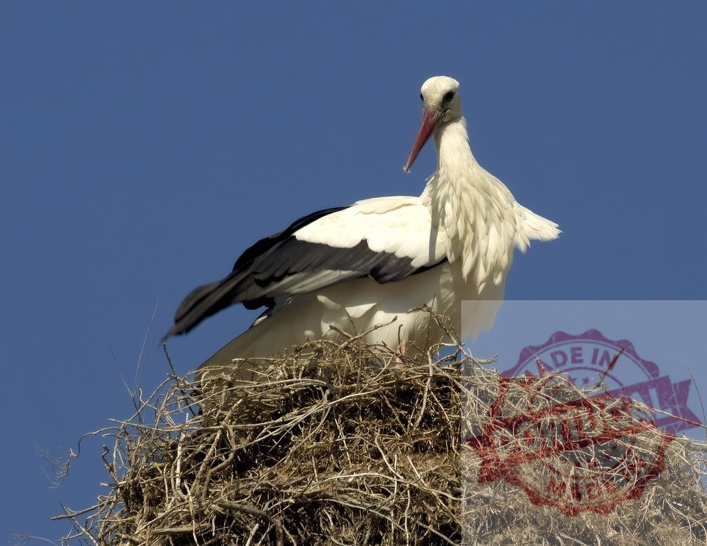 White stork standing on large stick nest | White stork resting in a large stick nest against a blue sky background - Realized with Pictrs.com