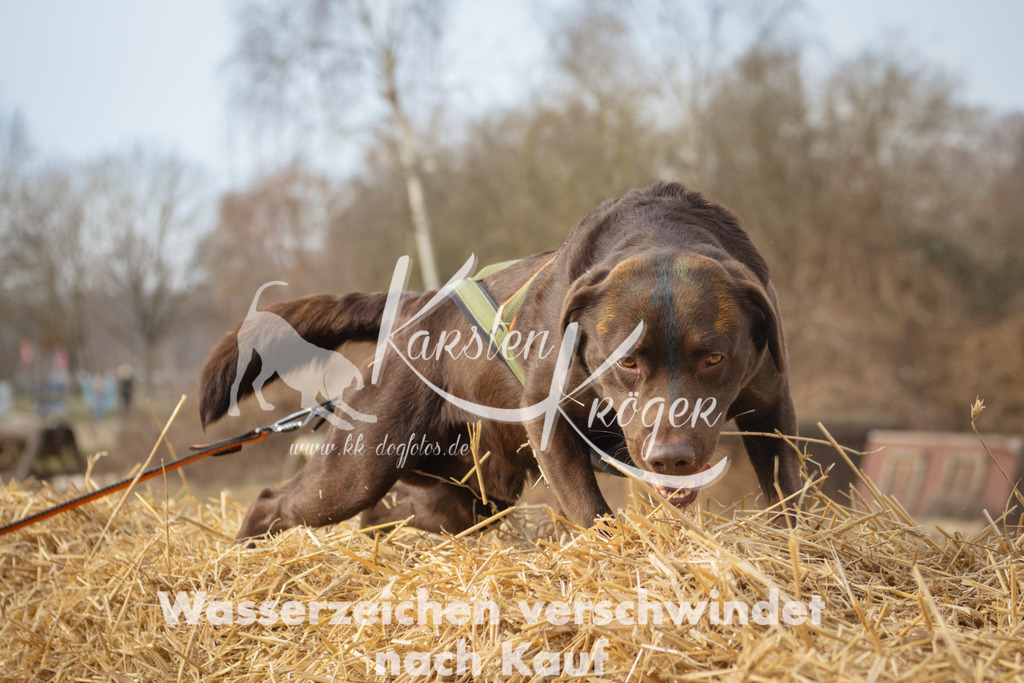 1030_ZZ95710 | kk-dogfotos