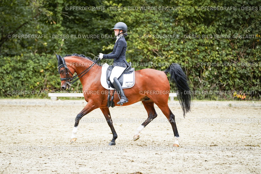 DSC01642 | Pferdegrafie