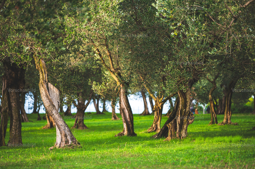 Fotoatelier Christian Hofmeister | Stadtlandschaften, sowie Makro-, Landschafts-, Natur- und Schwarzweißfotos aus der Region Celle & Umgebung