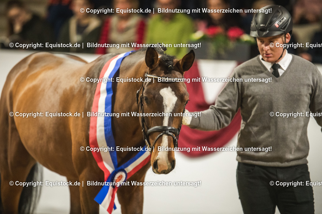 20240302_Hengstvorstellung_Marbach_TOMsPiC_0473 | equistock
