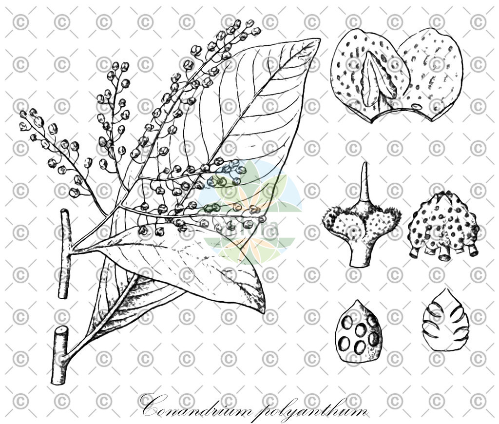 HistAbb_wfo-0000617641_1_ENZY_Simple | Historische Abbildung von Conandrium polyanthum - Primulaceae | Historical Illustration of Conandrium polyanthum - Primulaceae