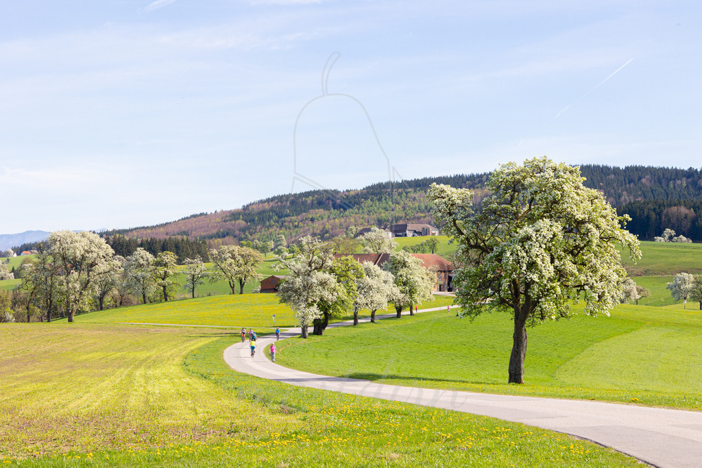 Birnbaumbluete_Mostviertel_2024_Mostdirn_Irmgard_Wieser-9082 | Ihre Fotografin im Lungau, ihre Fotografin im Mostviertel, Wandbilder Onlineshop, Imagefotos für Ihr Unternehmen,  - Realisiert mit Pictrs.com