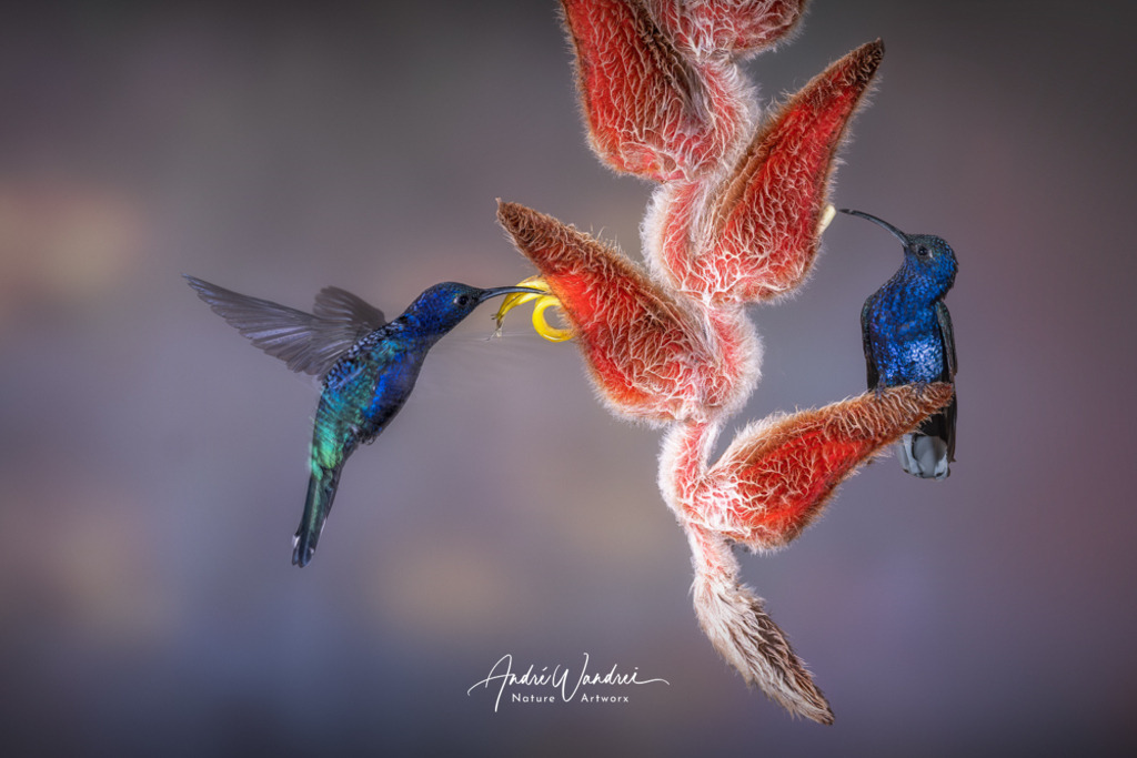 Die rote Versuchung | Andre Wandrei - Nature Artworx - Realisiert mit Pictrs.com