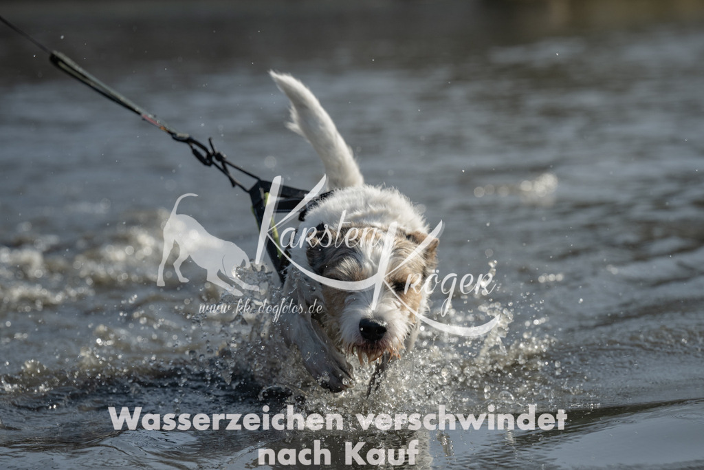 1150_ZZ96841-3 | kk-dogfotos