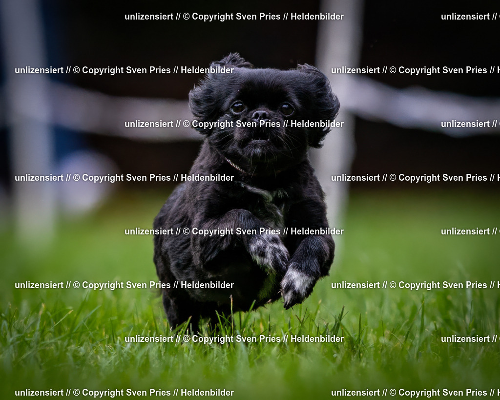 Sven Pries | 2024-10-19 - Hunderennen Ober-Grombach - Realisiert mit Pictrs.com