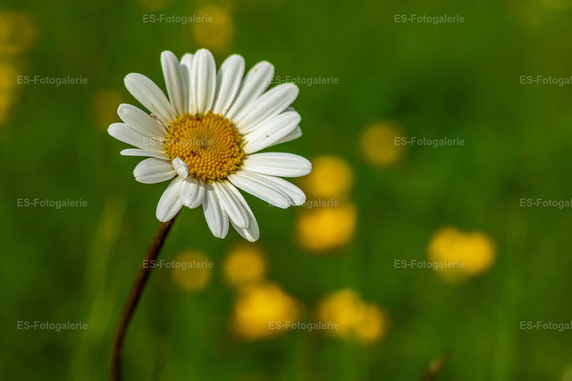 Margerite im Sommerfeld