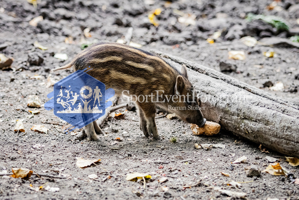 IMG_3863 | SportEventFotografie - Roman Stoiber