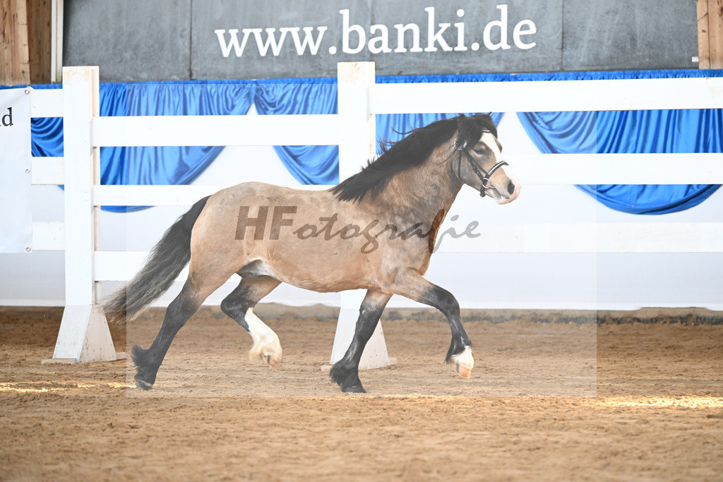 Kat-Nr. 15 Leybucht Bavarian Bailey v. Penymorfa Bailey_Nieberle_9260411 | hf-fotografie - Realisiert mit Pictrs.com