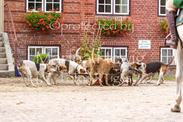 Jagd Knoop 26_MarinaHewigMCH02701 | Fotografie, FotoArt, PferdesportArt, Pferdesportfotografie, Landschaftsfotografie, Reisefotografie, Reise, Pferde - Realisiert mit Pictrs.com