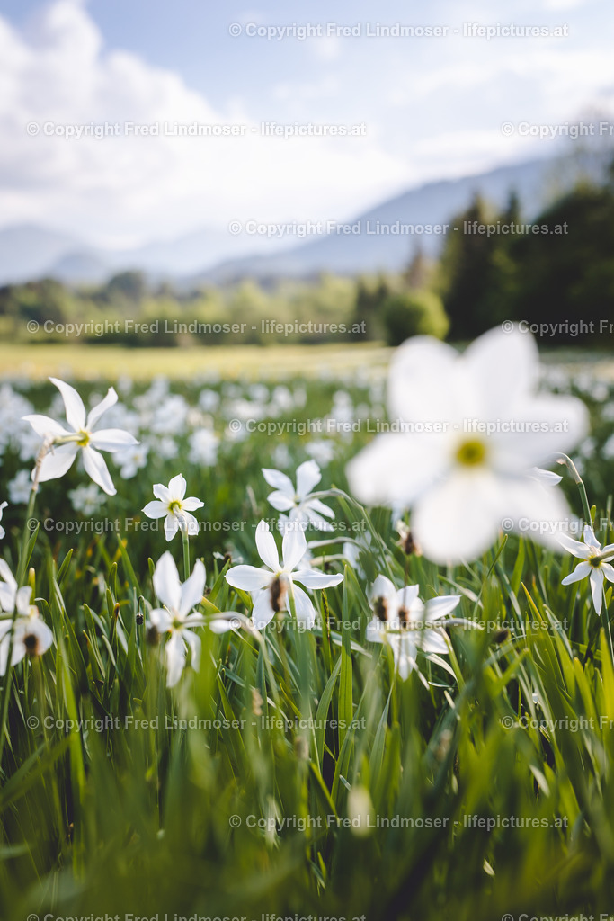 Narzissenbluete Mariazellerland 2018-40592 | Fotos und Fotoprodukte - Realisiert mit Pictrs.com