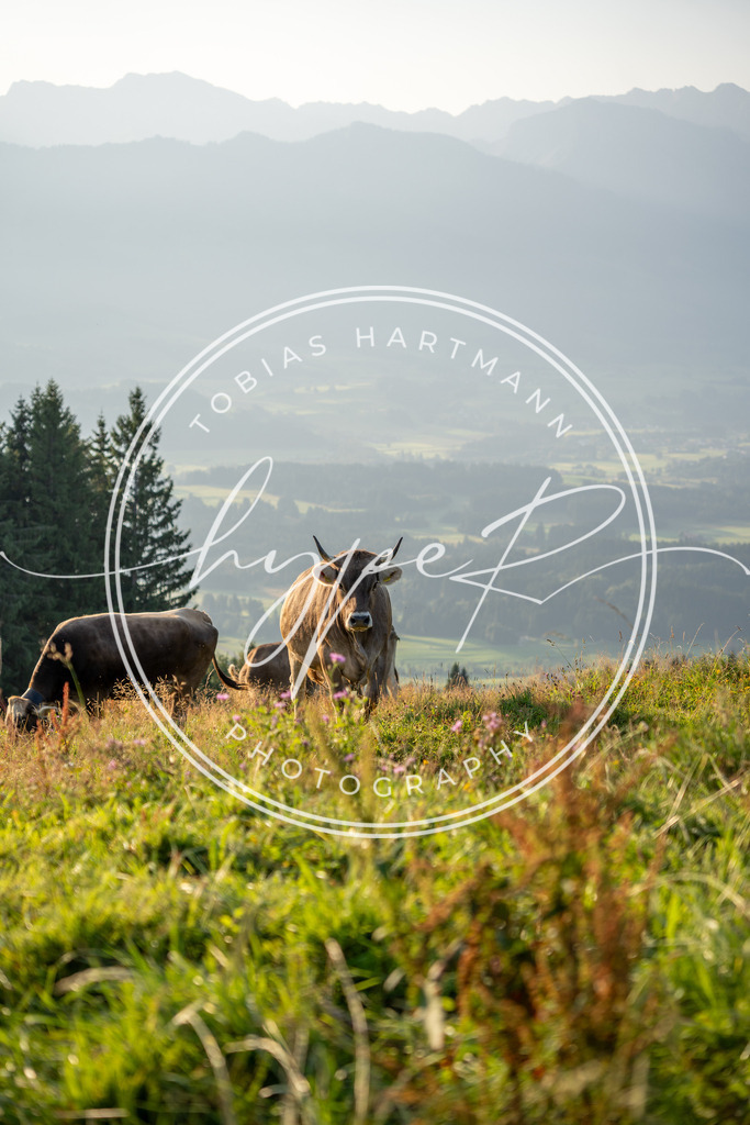 THA04925 | Hier findet ihr Bildergalerien & Fotos von Sportveranstaltungen & Events im Allgäu und Umgebung. 