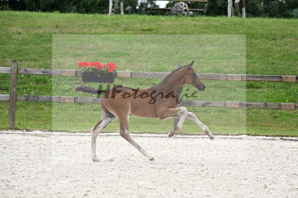 Kat-Nr. 20 True Hope PS x Quadrofino_HF_Boehm_15250676 | hf-fotografie - Realizzato con Pictrs.com