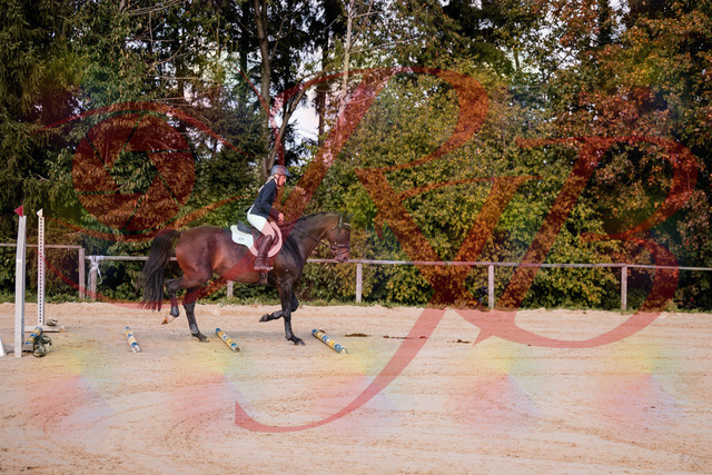 2026_10_03_Siefer-Hof_143955_Z81_10343111 | Professionelle Reitsport-, Turnier- und Eventfotografie von Robert Broda. Galerien mit ausgewählten und bearbeiteten Bildern direkt online ansehen und bestellen.