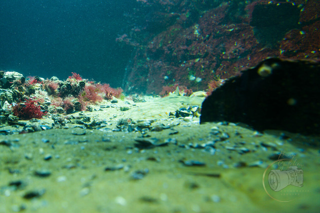 _DSC1293 | Shop für Prints Landschaftsfotografie Sächsische Schweiz Naturfotografie in Thüringen Fotos vom Findlingspark Nochten Kloster Sankt Marienstern Bilder Festung Königstein PanoramaRhododendronpark Kromlau FotogalerSchleswig-Holstein Küstenlandschaften