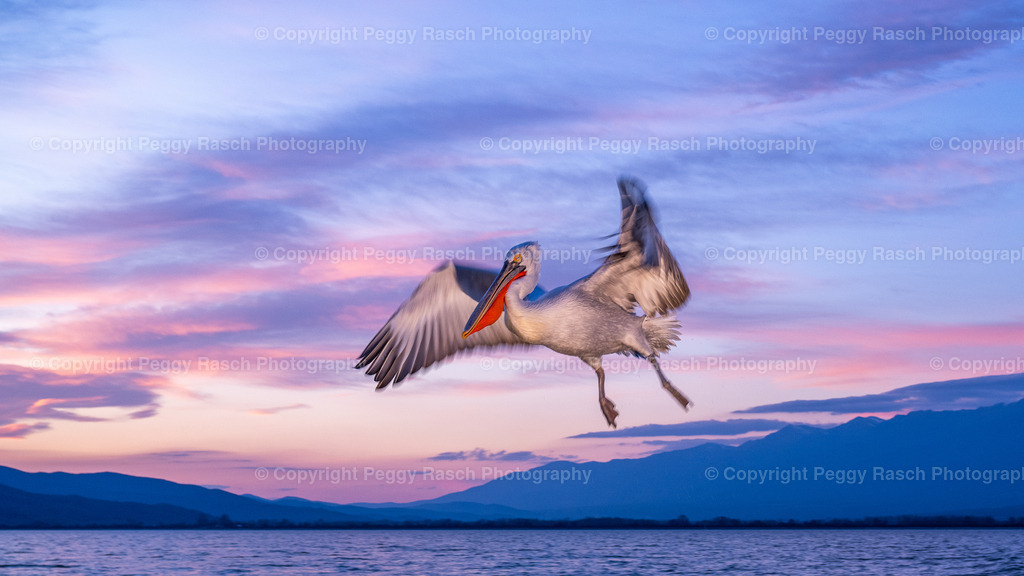 Pelikane_2024_3. Tag_abends_groß-51 | PeggyRaschPhotography - Realisiert mit Pictrs.com