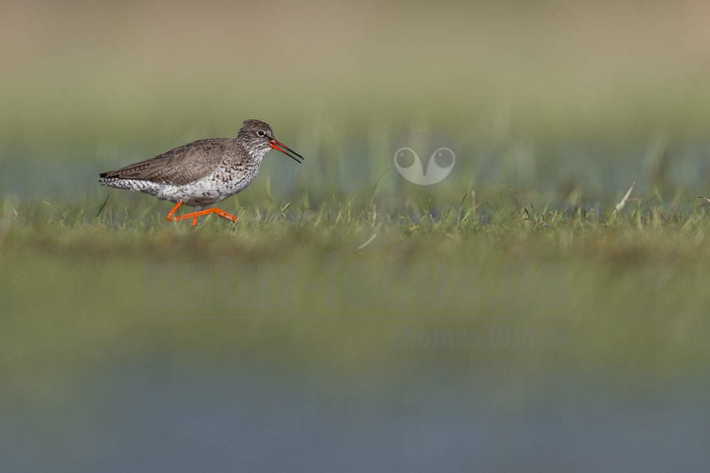R5M23181_20260329 | Ein Rotschenkel (Tringa totanus) schreitet mit seinen charakteristischen leuchtend orangefarbenen Beinen und dem orange-schwarzen Schnabel durch niedriges grünes Gras am Ufer eines Gewässers. Das Gefieder des Vogels ist überwiegend braun-grau gesprenkelt mit einem helleren Bauch. Der unscharfe Hintergrund zeigt Grün- und Blautöne, was auf eine natürliche Feuchtgebietsumgebung hindeutet. - Realisiert mit Pictrs.com