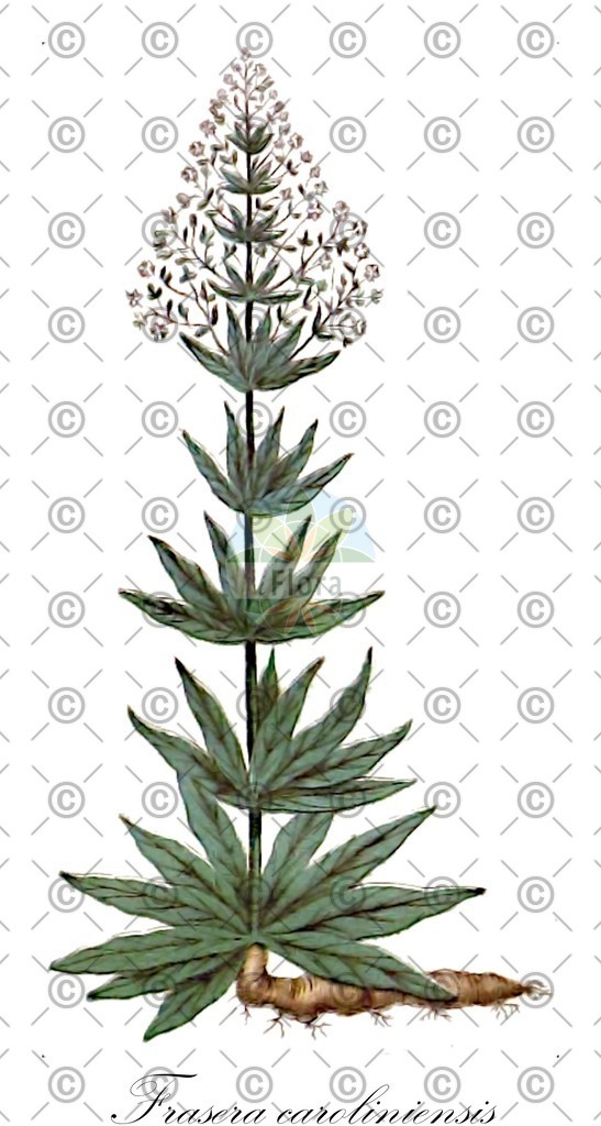 HistAbb_EMP_62286_SRC_Schlechtendal_FLORAD_SIMPLE | Historische Abbildung von Frasera caroliniensis - Gentianaceae | Historical Illustration of Frasera caroliniensis - Gentianaceae
