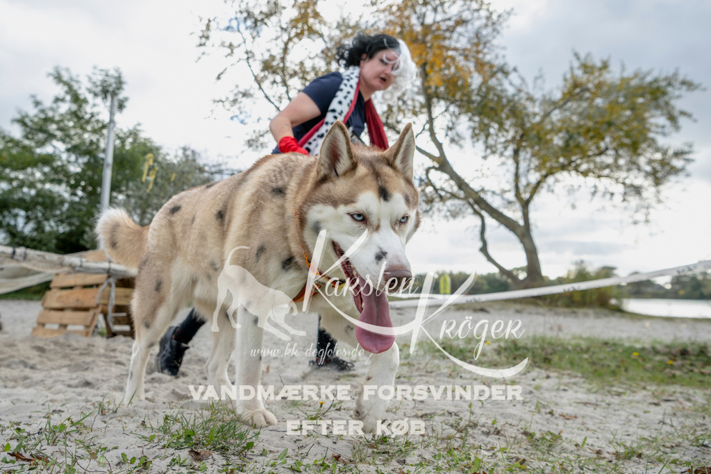 1510_ZZ93369 | kk-dogfotos