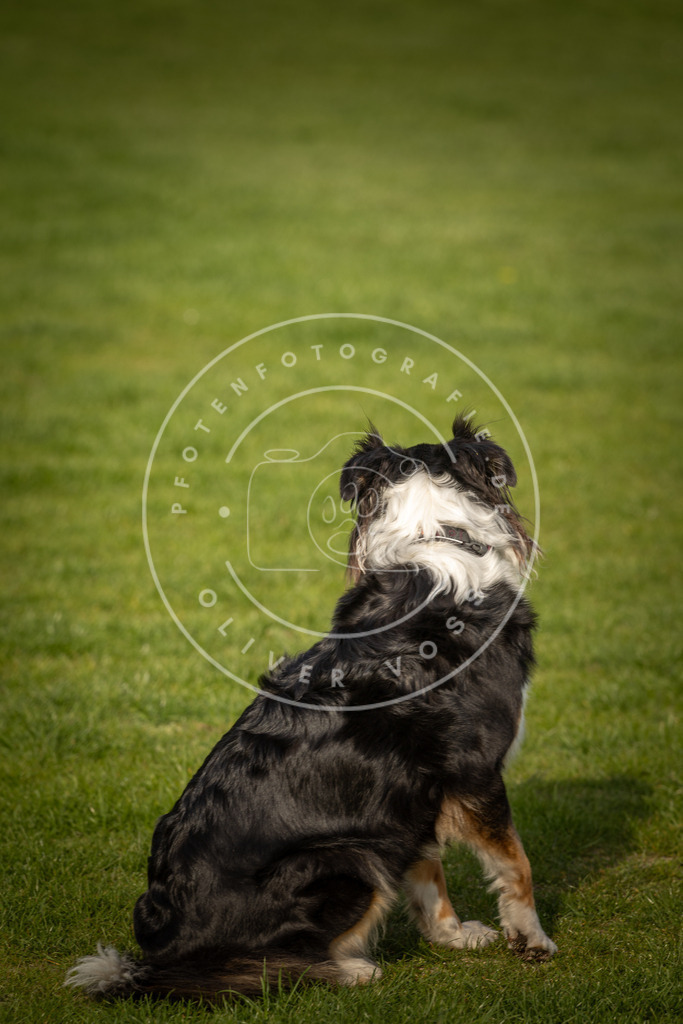 Pfotenfotografie_DV3A4823 | Hundefotografie, Tierfotograf, Pfotenfotografie, Fotoshooting Hund, Hunde Portrait, Hundesport, Hundeportraits, Heideshooting, Hunde, Sportfotograf, Hundefotograf, Turnierhundsport, THS,  - Realisiert mit Pictrs.com