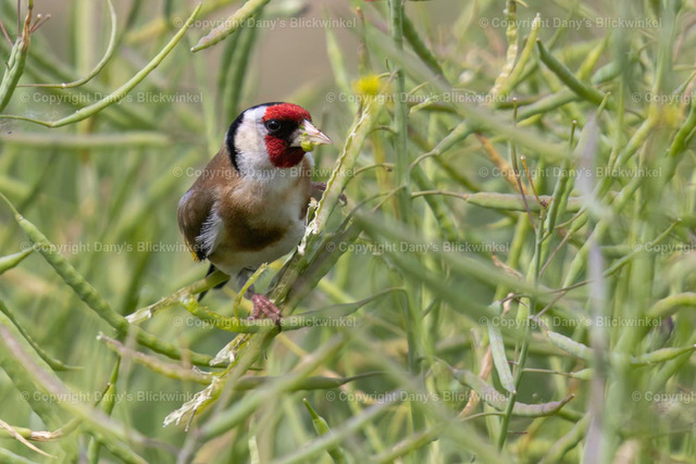 201897 | Tierfotografie, Tierkalender, Tierbilder, Insekten, Spinnen, Vögel, Schmetterling, Libellen, Leinwand, Colorkey, Qualität, Geschenkartikel, Geschenk - Realisiert mit Pictrs.com