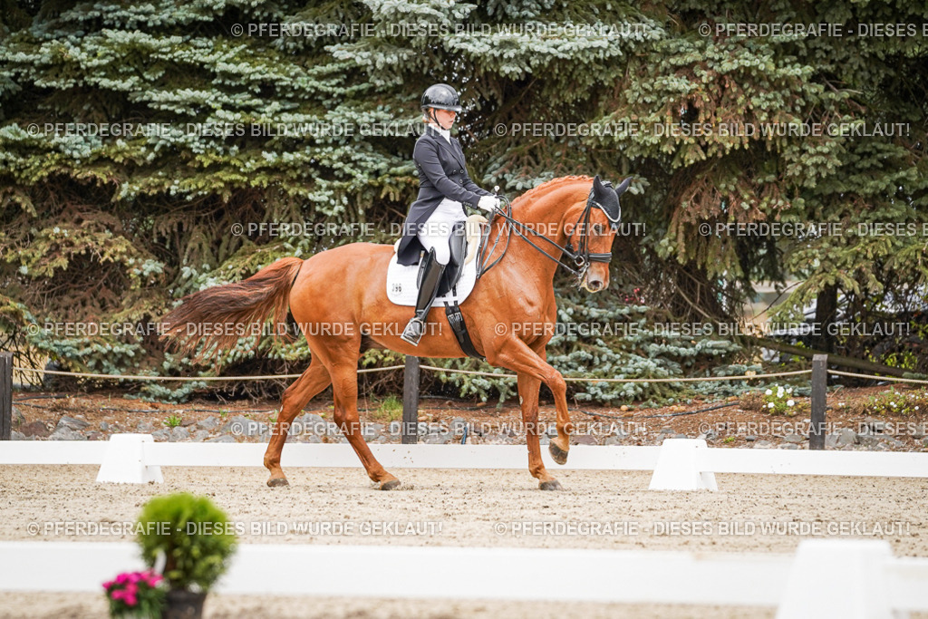 DSC05126 | Pferdegrafie