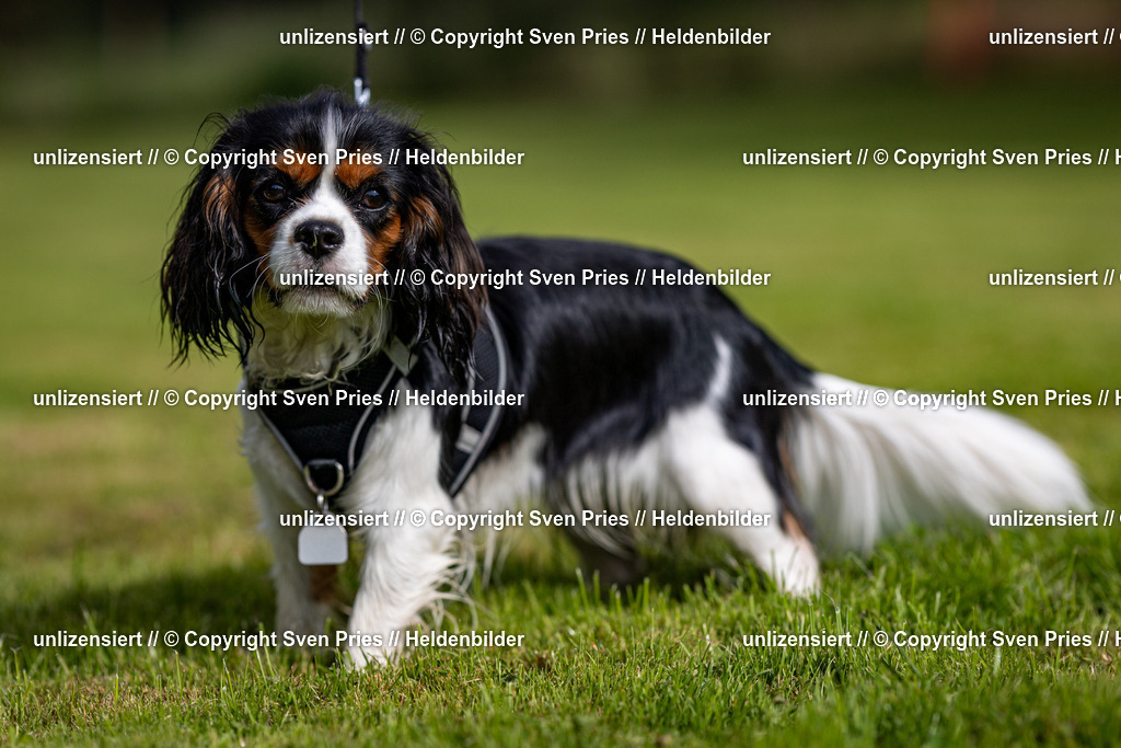 Sven Pries | 2024-09-22 - Hunderennen Baden-BadenPudelverein - Realisiert mit Pictrs.com