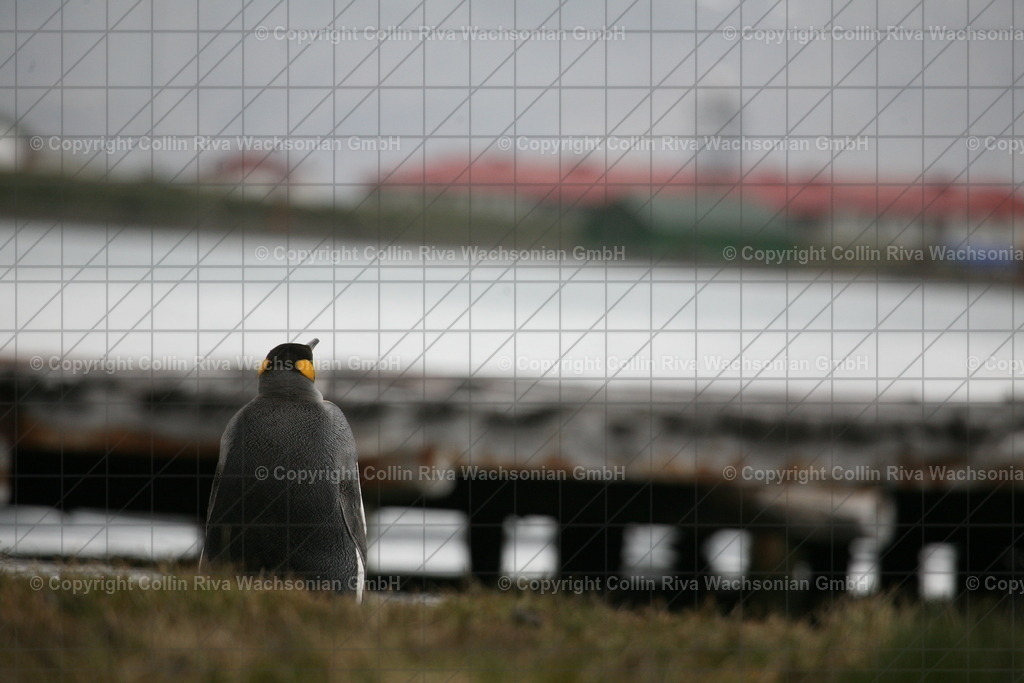 IMG_2938 | Antarktis / Antarctica - Realisiert mit Pictrs.com