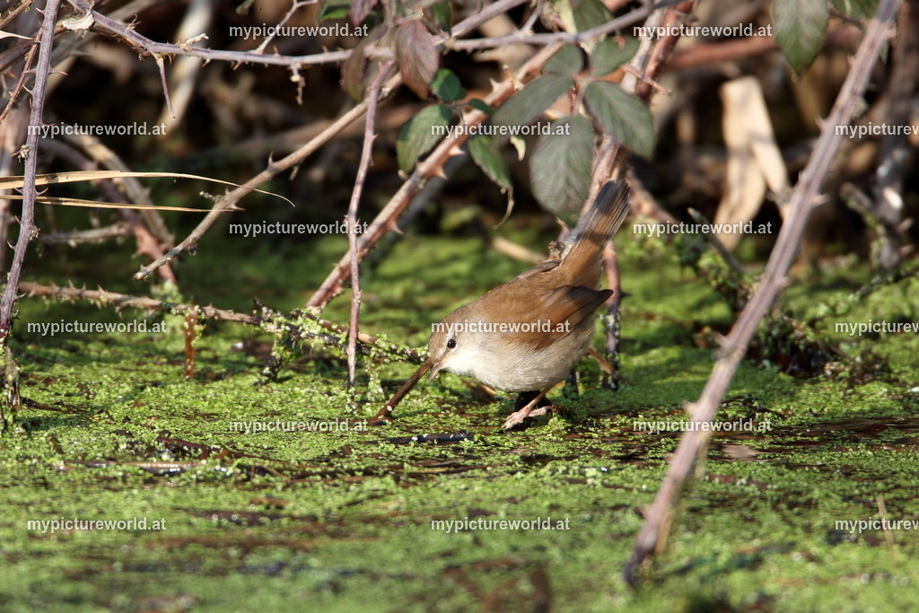 Seidensänger-005 | Das Bilderarchiv über Tiere, Planzen und Landschaften. In der Bilddatenbank finden Sie ein große Auswahl an hochwertigen Bilder für Ihre Werbung - Realized with Pictrs.com