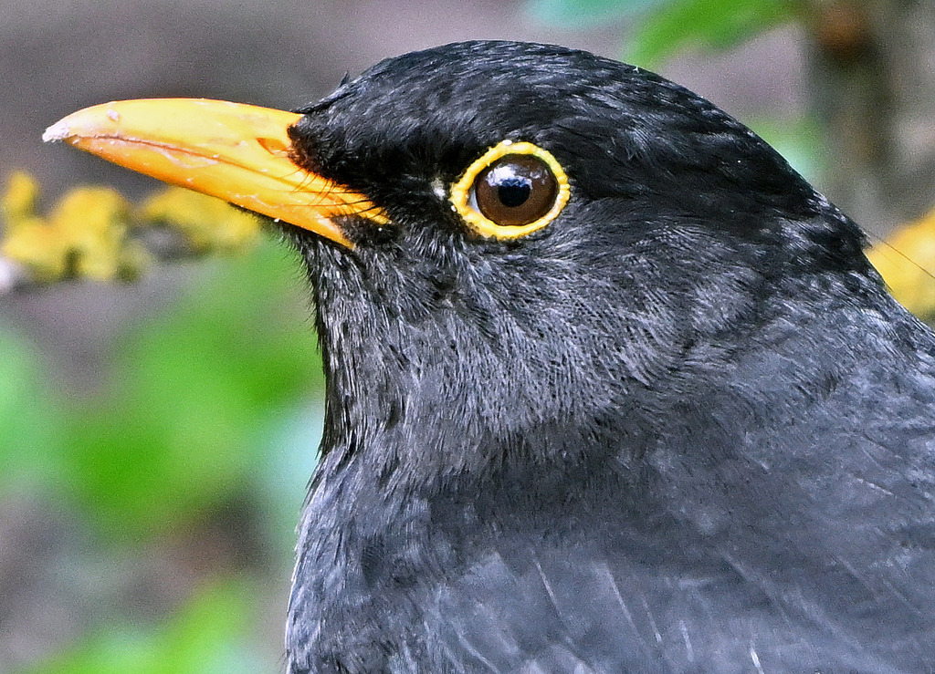 Amsel03-1 | lucisnaturbilder - Realisiert mit Pictrs.com
